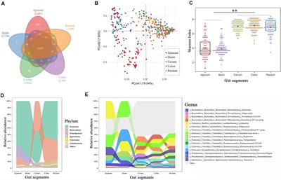 Screening of Microbes Associated With Swine Growth and Fat Deposition Traits Across the Intestinal Tract